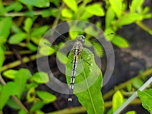 Diplacodes trivialisÃÂ is a species of dragonfly in the family Libellulidae known as the chalky percher or ground skimmer. photo